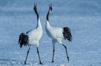 106 - RED CROWN CRANES SINGING - KING FRANCIS - canada